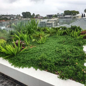 Picture of Roof Gardens