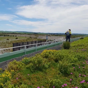 Picture of Roof Gardens