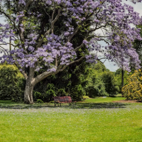 Picture for category Site